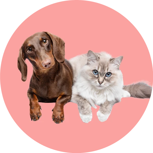 Pet Supplies